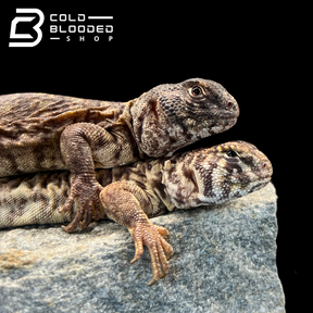 Baby Arabian Blue Uromastyx - Uromastyx philbyi