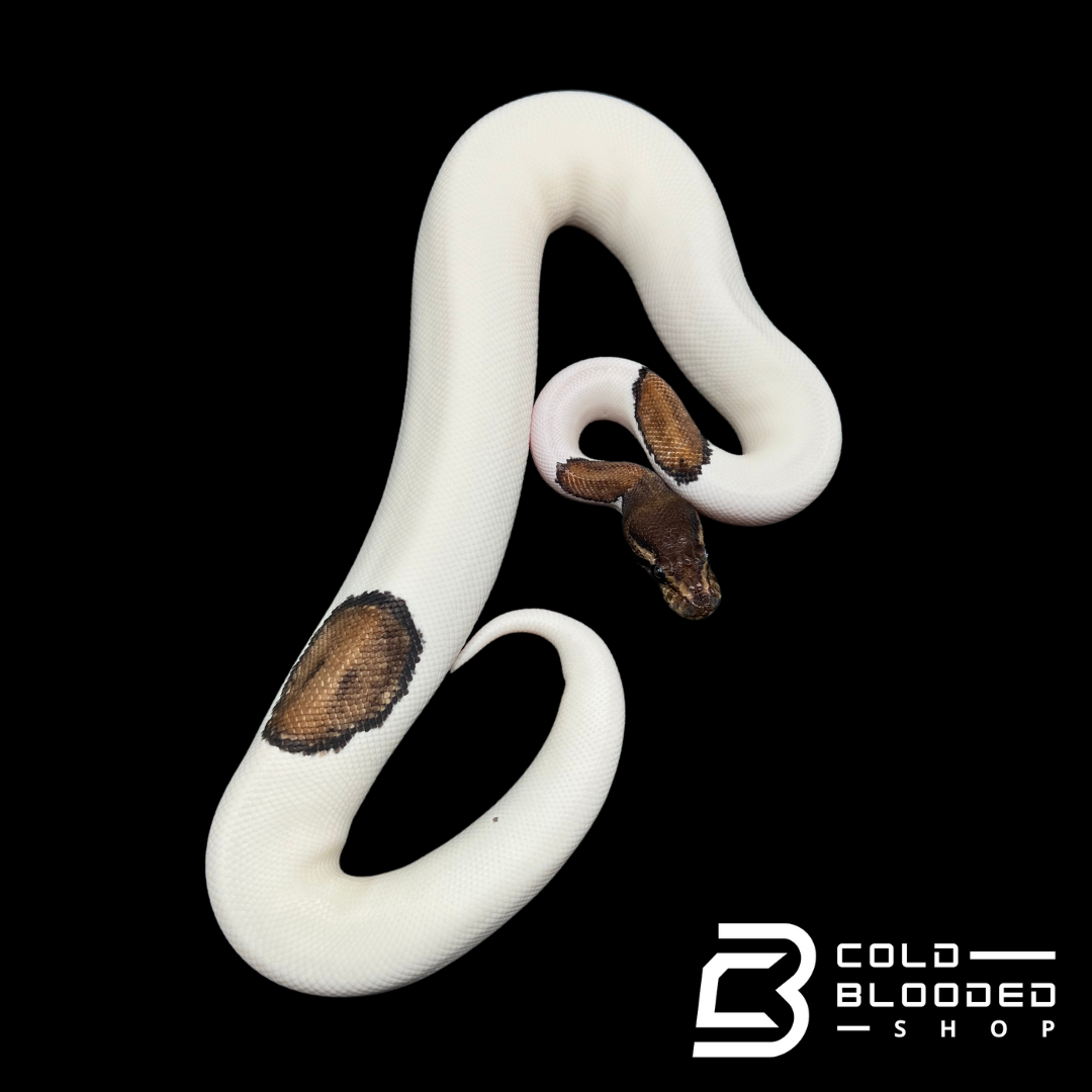 Panda Piebald Ball Python Black Pastel Pied | Royal Constrictor