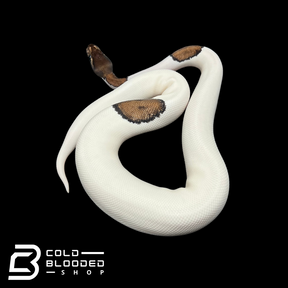 Juvenile Male High White Pied Ball Python - Python regius Juvenile Male High White Pied Ball Python - Python regius