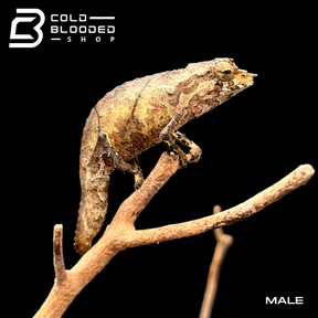 Spectral Pygmy Chameleons - Rhampholeon spectrum