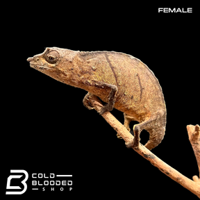 Spectral Pygmy Chameleons Rhampholeon spectrum