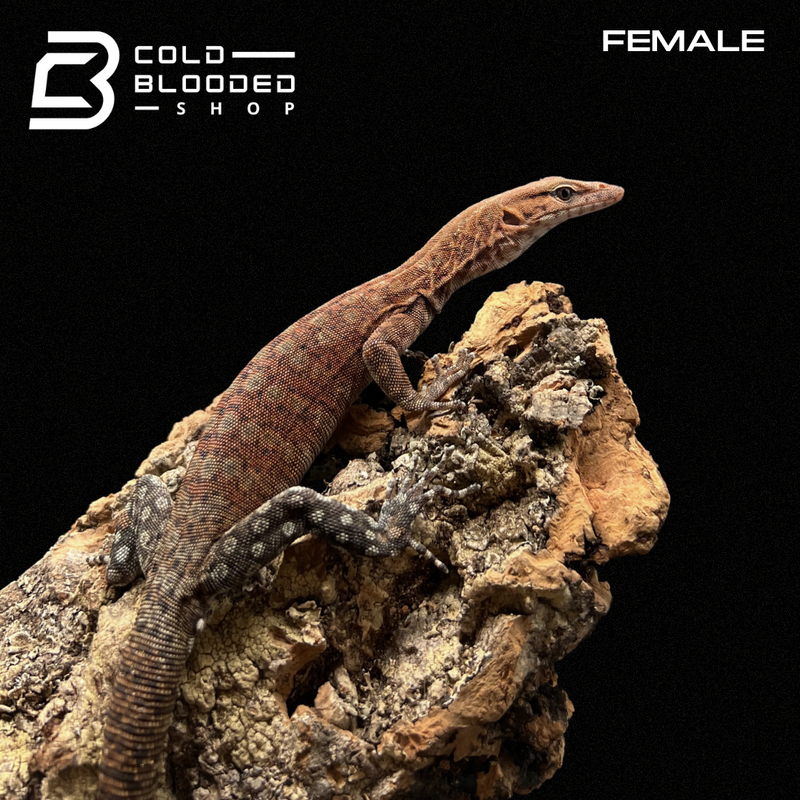 Juvenile Pilbara Rock Monitors Varanus pilbarensis