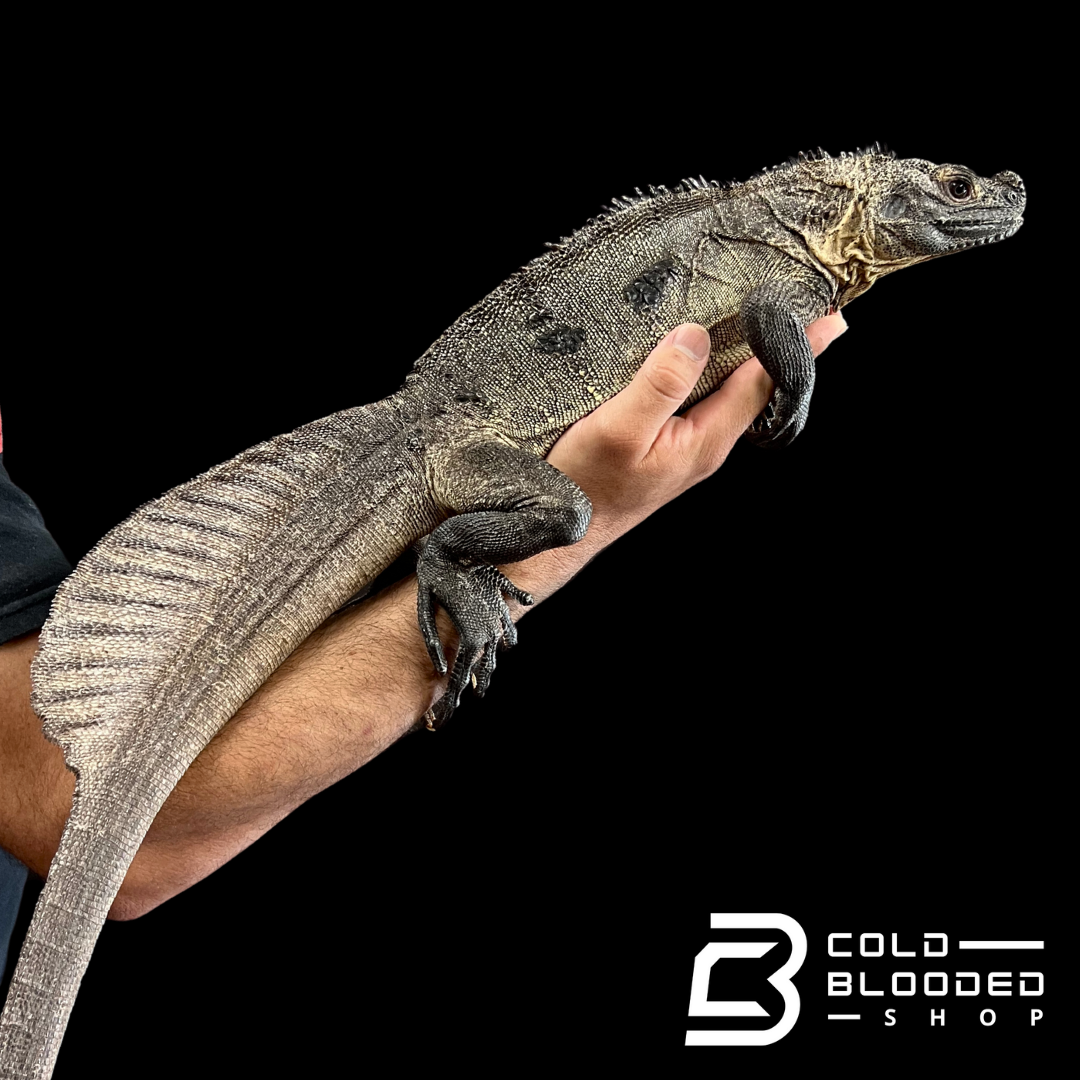 Adult Indonesian Sailfin Dragon Lizard - Hydrosaurus microlophus