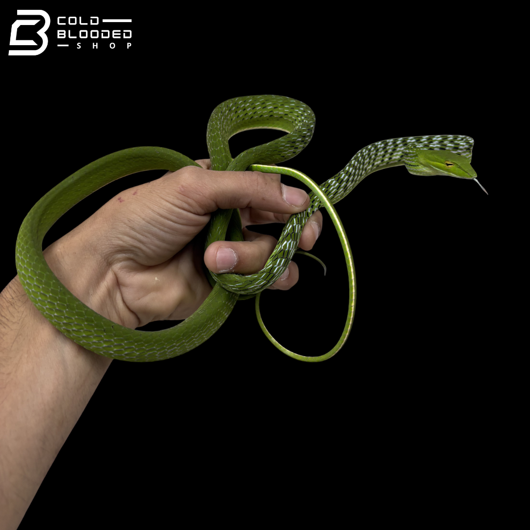 Asian Vine Snakes - Ahaetulla Prasina
