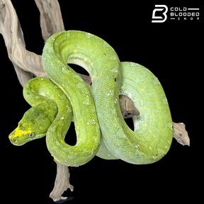 USCBB Bias Cross Green Tree Python - Morelia viridis