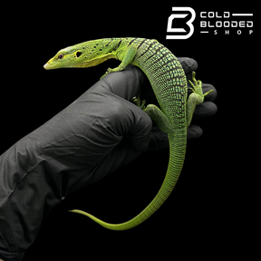 Juvenile Green Tree Monitor - Varanus prasinus #2