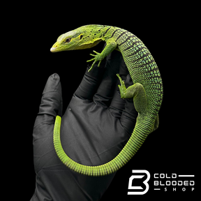 Juvenile Green Tree Monitor - Varanus prasinus #2