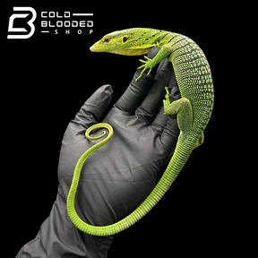 Juvenile Green Tree Monitor - Varanus prasinus #2