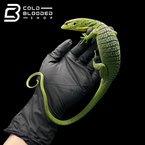 Juvenile Green Tree Monitor - Varanus prasinus #2