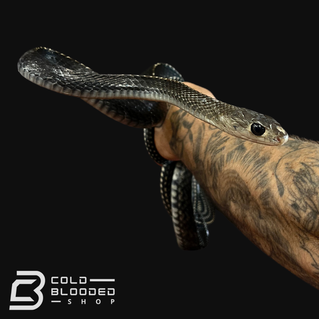 Sub-Adult Male Keeled Rat Snake - Ptyas Carinata #3