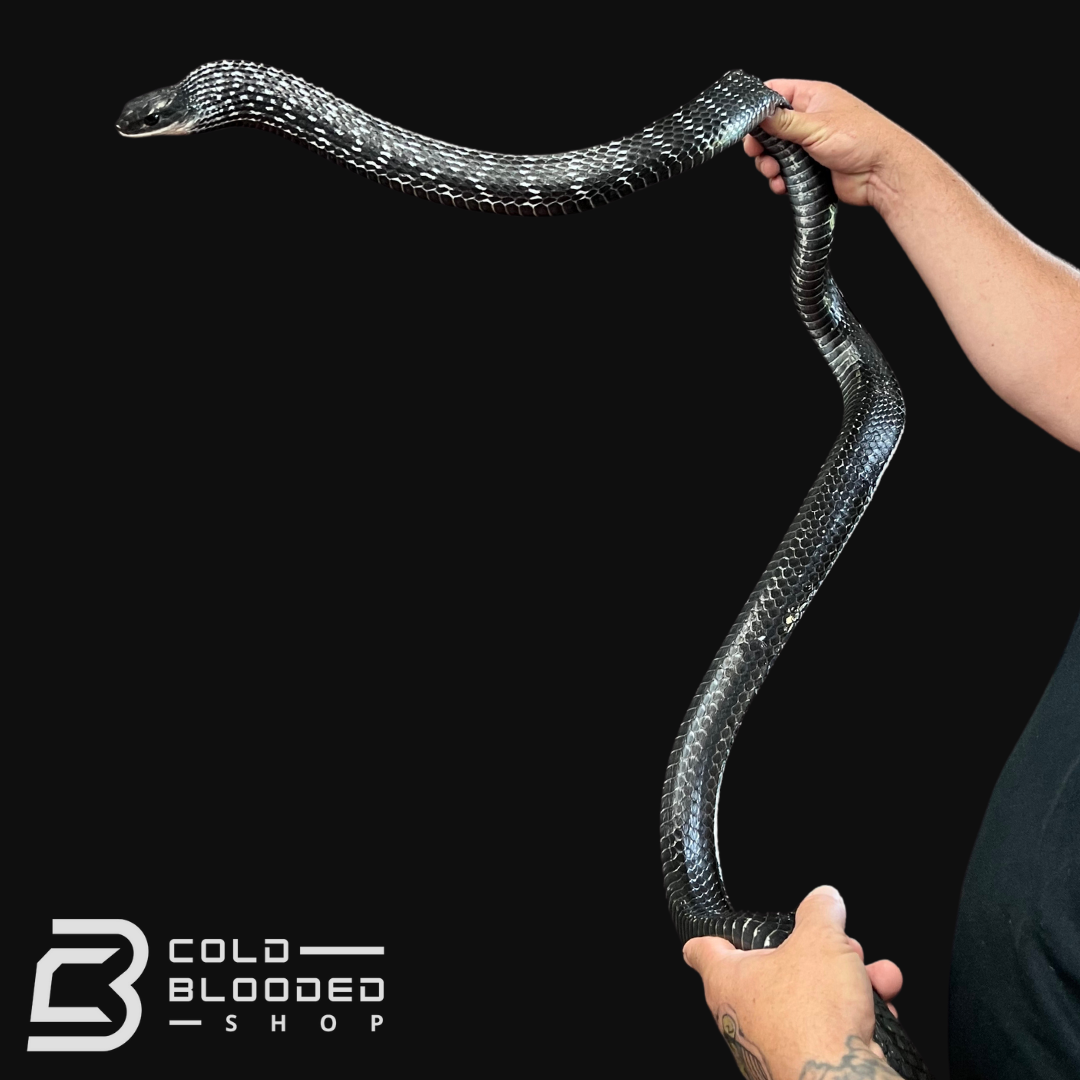 Adult Male Keeled Rat Snake - Ptyas Carinata #5 - Cold Blooded Shop