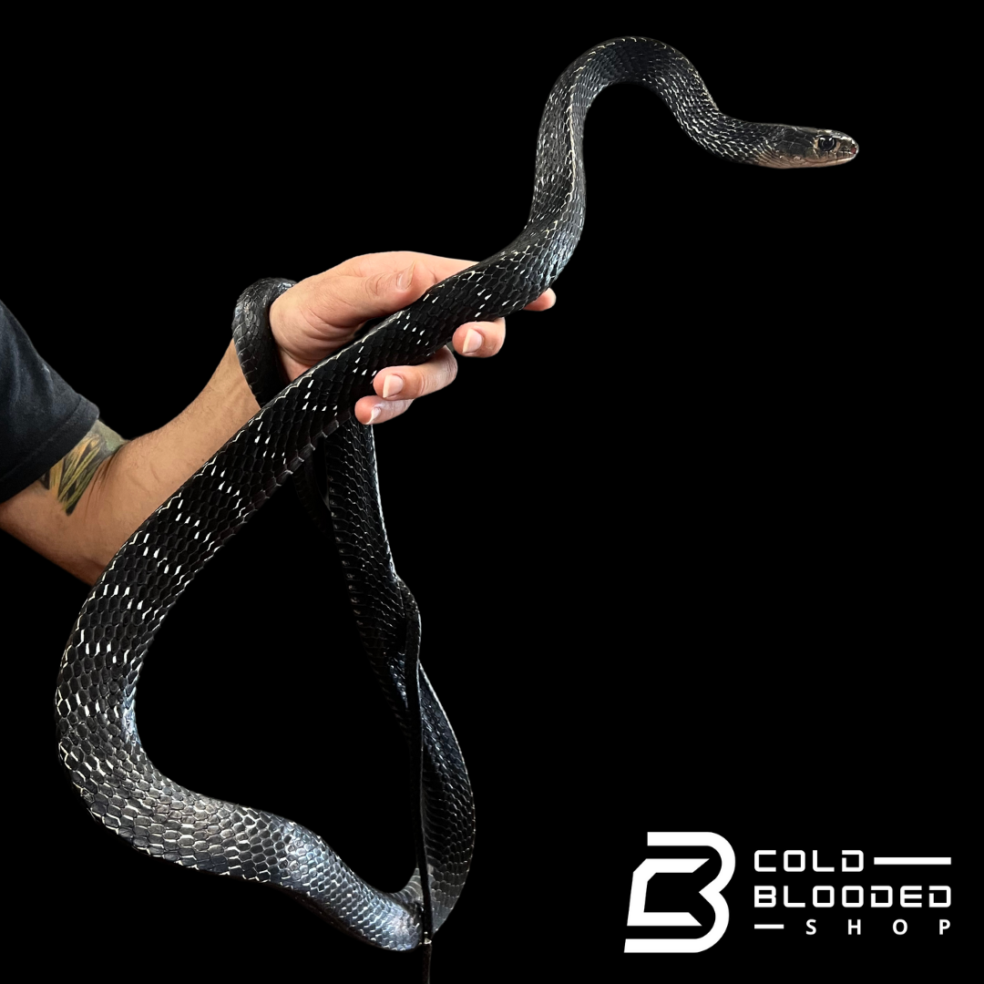 Adult Female Keeled Rat Snake - Ptyas Carinata