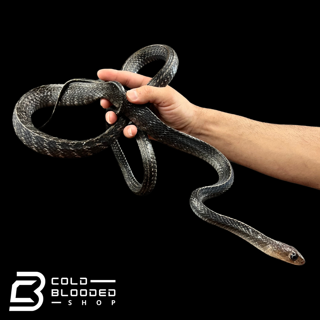 Female Adult Greater Keeled Rat Snake - Ptyas Carinata for sale