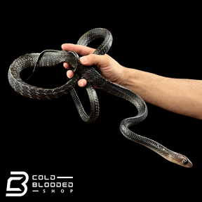 Male Keeled Rat Snake - Ptyas Carinata