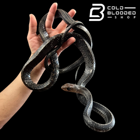 Male Keeled Rat Snake - Ptyas Carinata