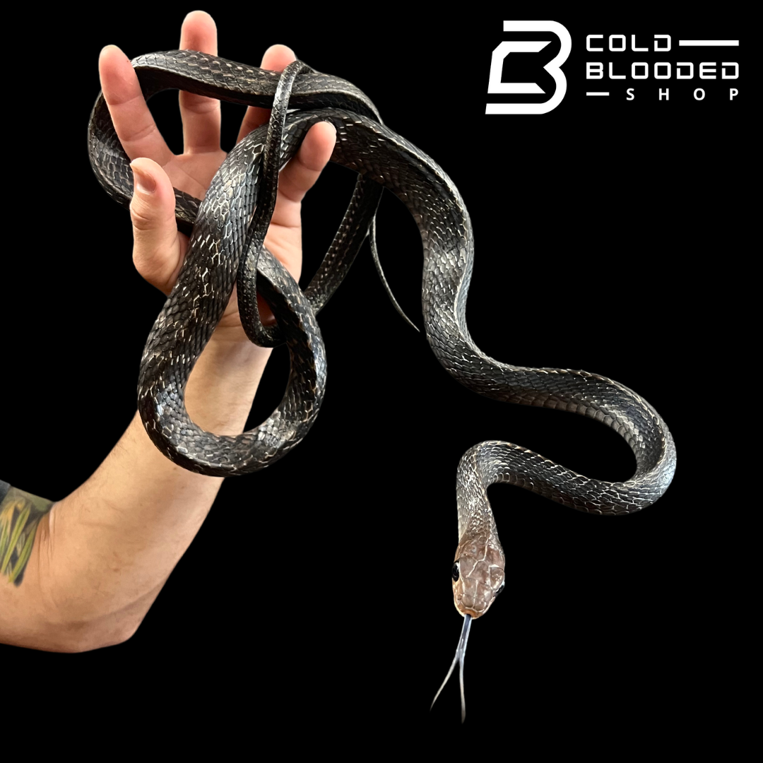 Female Keeled Rat Snake - Ptyas Carinata