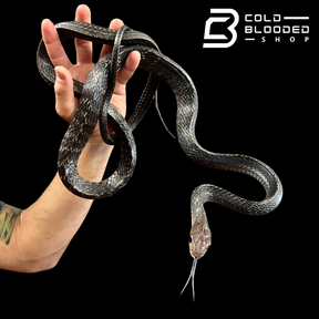 Male Keeled Rat Snake - Ptyas Carinata