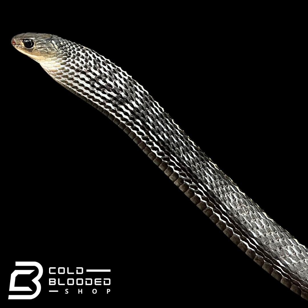 Female Keeled Rat Snake - Ptyas Carinata #1