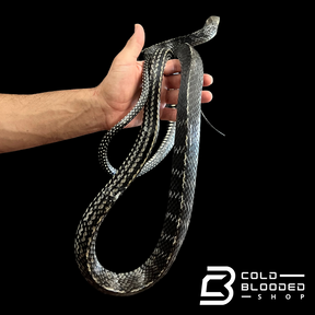 Male Keeled Rat Snake - Ptyas Carinata