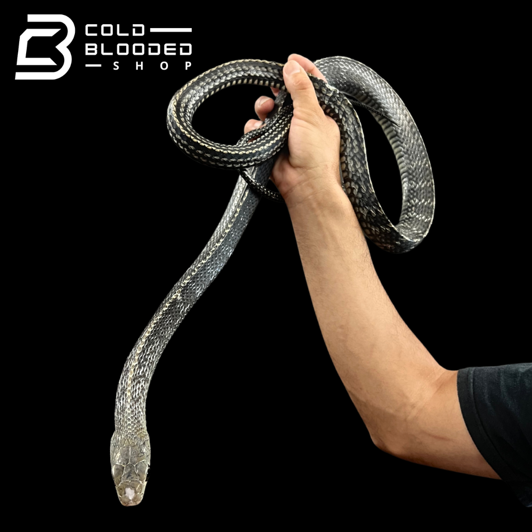 Male Keeled Rat Snake - Ptyas Carinata