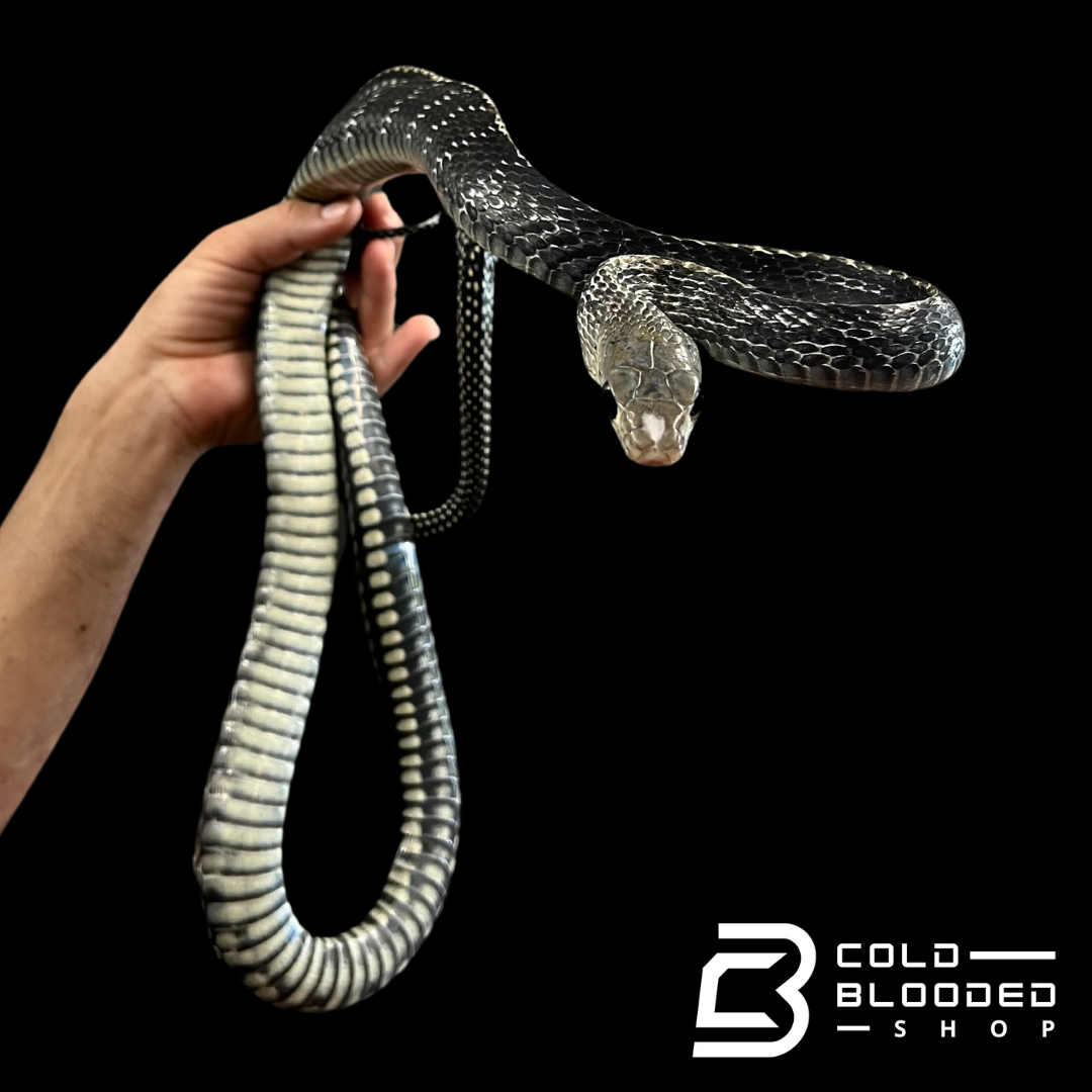 Male Keeled Rat Snake - Ptyas Carinata