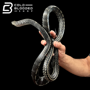 Male Keeled Rat Snake - Ptyas Carinata