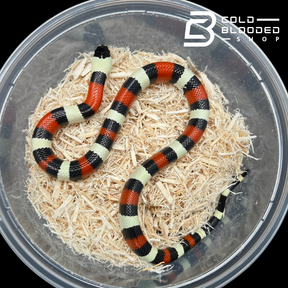 Baby Pueblan Milk Snakes - Lampropeltis triangulum campbelli