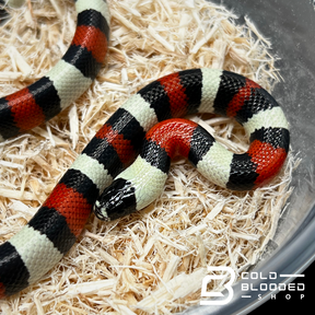 Baby Pueblan Milk Snakes - Lampropeltis triangulum campbelli