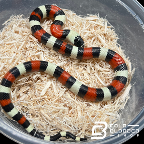 Baby Pueblan Milk Snakes - Lampropeltis triangulum campbelli