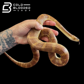 Caramel Puff-faced Water Snake - Homalopsis buccata - Cold Blooded Shop