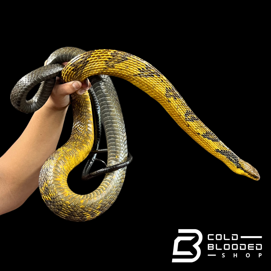 Adult Amazon Puffing Snake - Spilotes sulphureus for Sale!