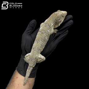 Female High Purple Nuu Ana Leachianus Gecko - Rhacodactylus Leachianus