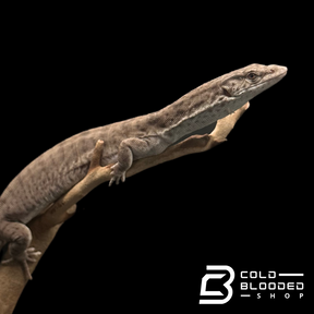 Adult Male Pygmy Mulga Monitor - Varanus gilleni