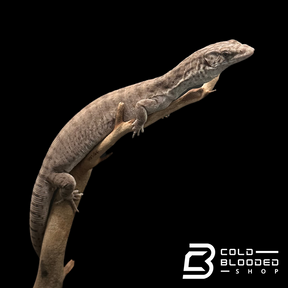 Adult Male Pygmy Mulga Monitor - Varanus gilleni