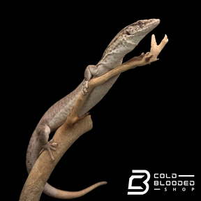 Adult Male Pygmy Mulga Monitor - Varanus gilleni