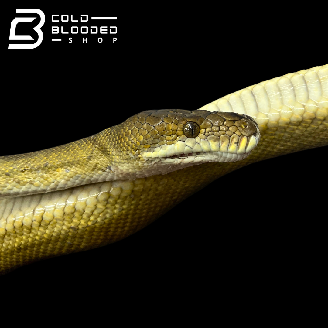 Female Moluccan python - Morelia clastolepis