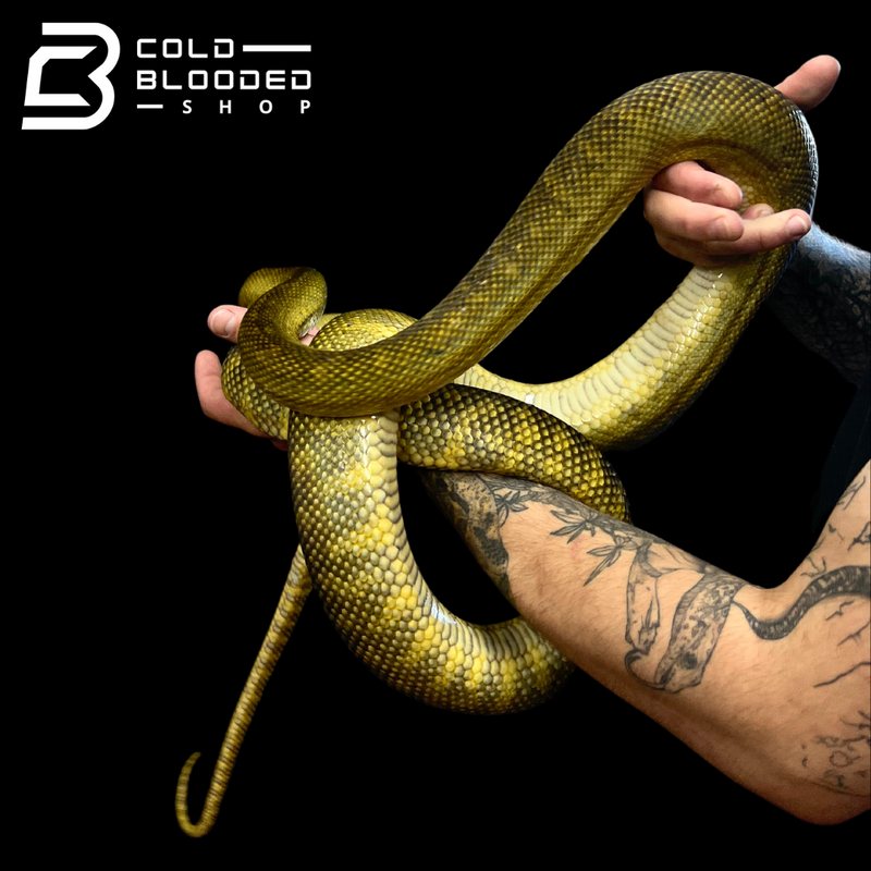 Female Moluccan python - Morelia clastolepis