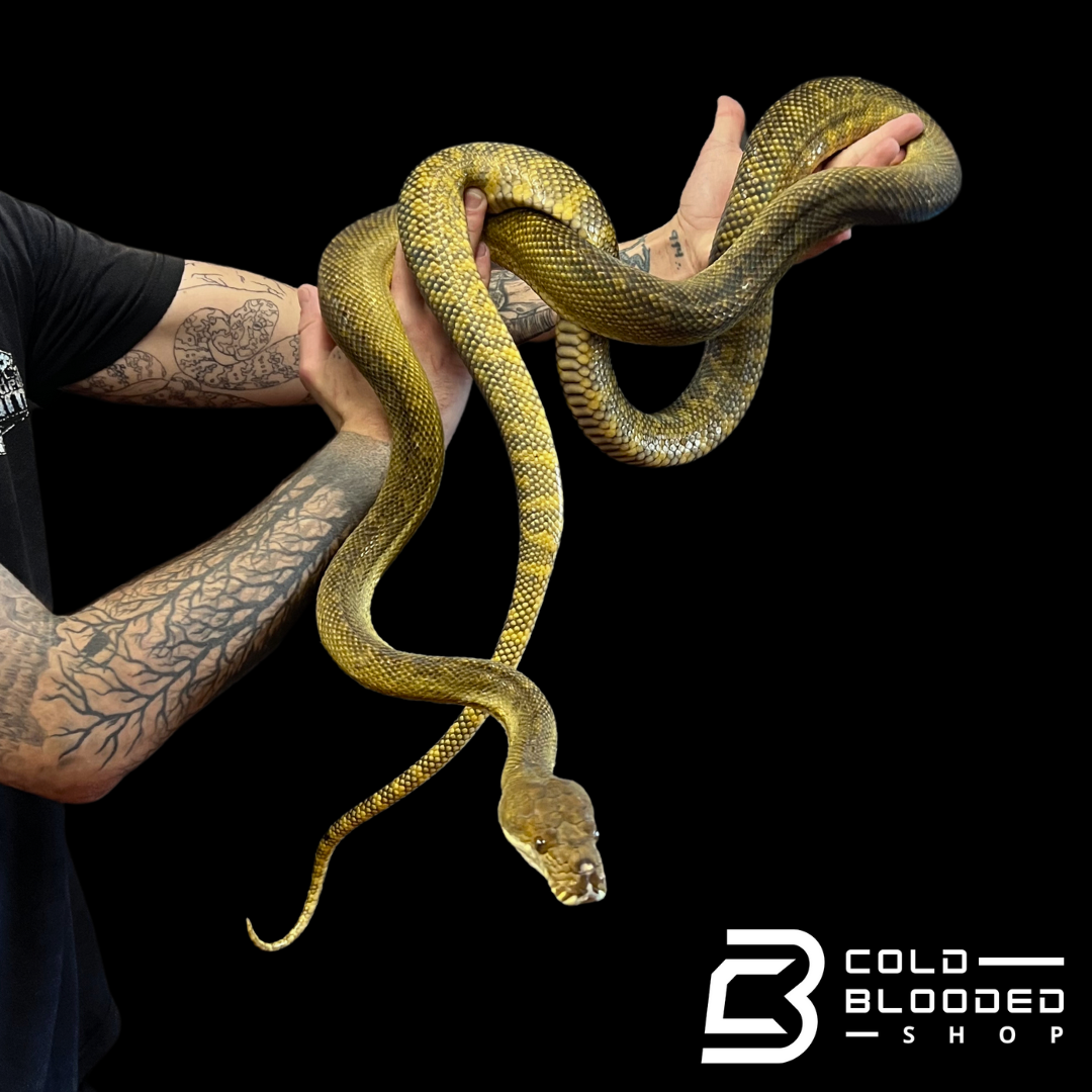 Female Moluccan python - Morelia clastolepis