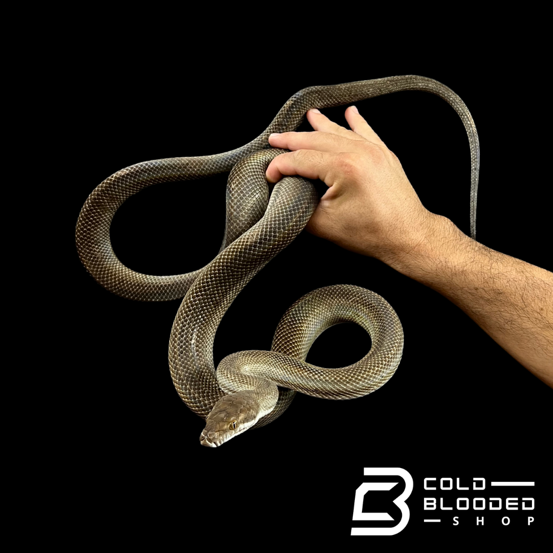 Sub-Adult Male Tanimbar Python - Simalia nauta