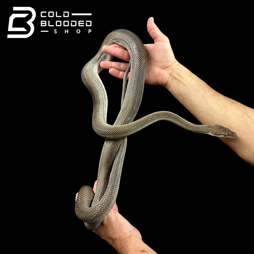 Sub-Adult Male Tanimbar Python - Simalia nauta