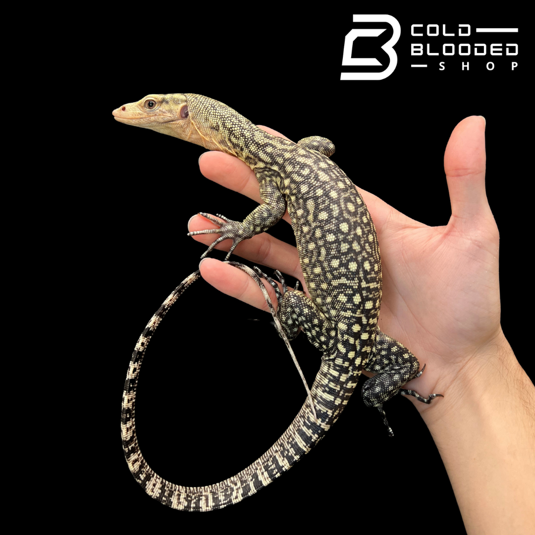 Juvenile Quince Monitor - Varanus melinus