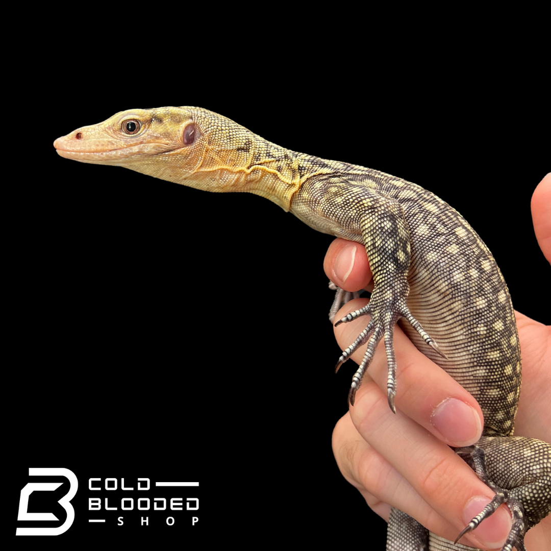 Juvenile Quince Monitor - Varanus melinus