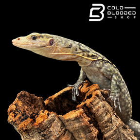 Juvenile Quince Monitor - Varanus melinus