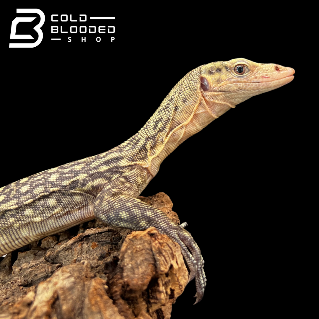 Juvenile Quince Monitor - Varanus melinus