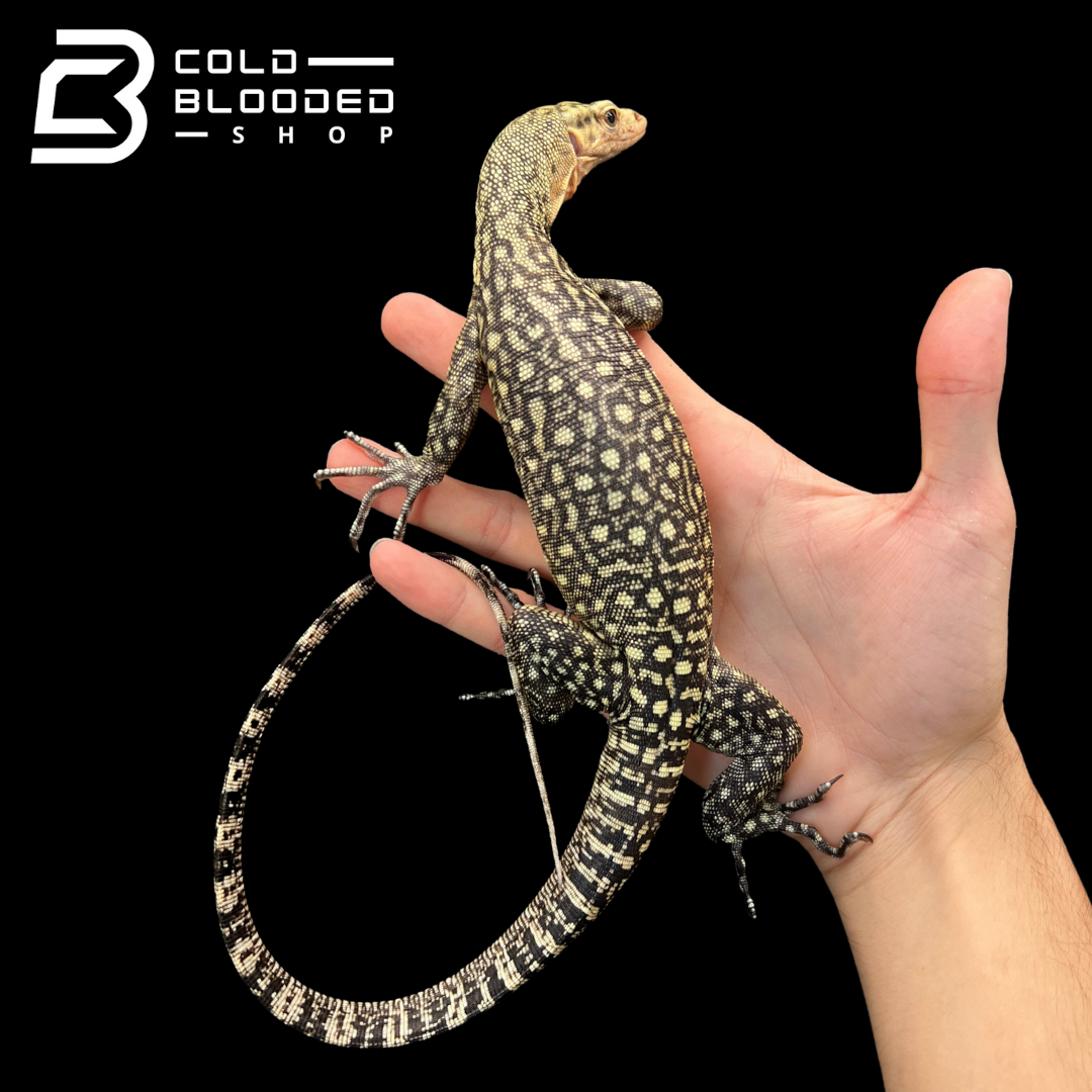 Juvenile Quince Monitor - Varanus melinus