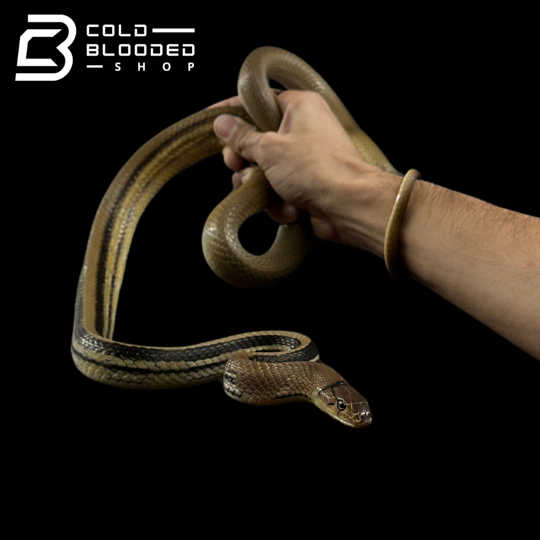 Radiated Rat Snakes - Coelognathus radiatus