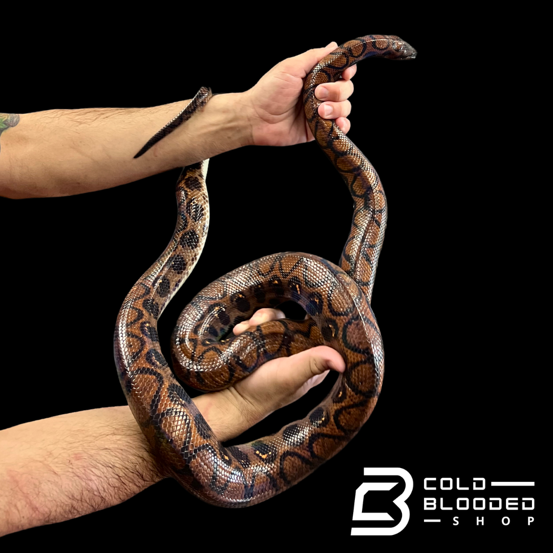 Adult Female Rainbow Boa - Epicrates cenchria #14