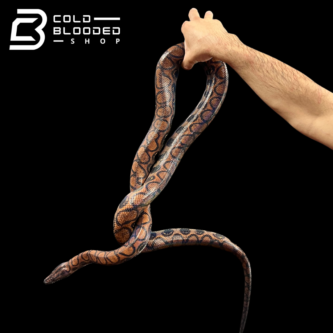 Adult Female Rainbow Boa - Epicrates cenchria #14