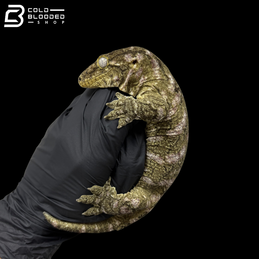 Female High Red Nuu Ana Leachianus Gecko - Rhacodactylus Leachianus