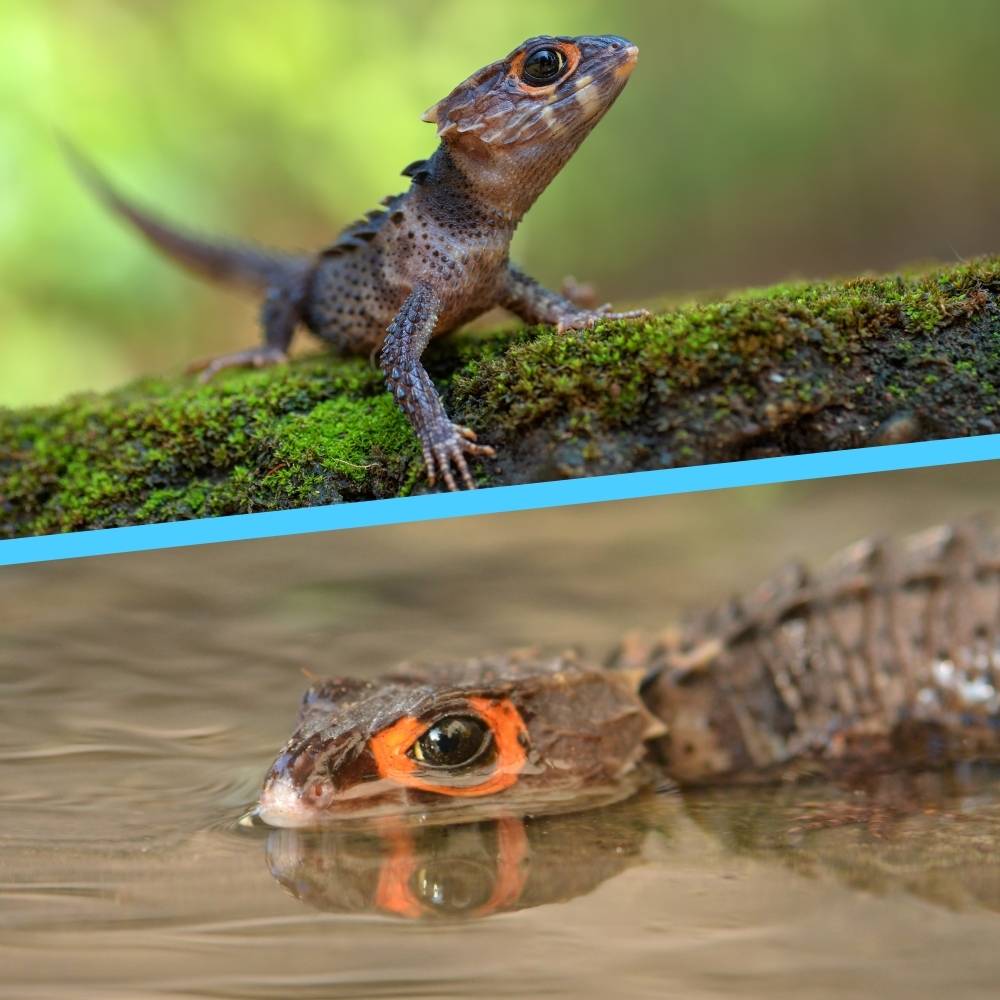 red eyed crocodile skink genetics - cbs